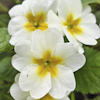 Primula vulgaris white