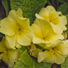 Primula yellow
