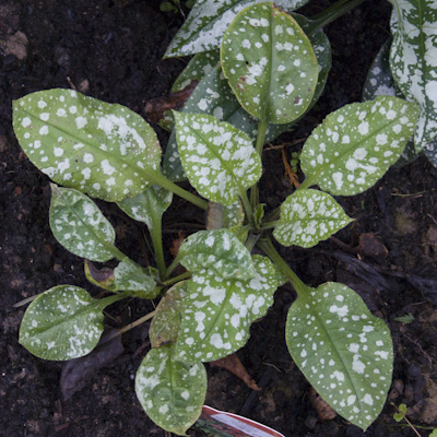 Pulmonaria Leopard