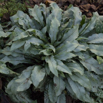 Pulmonaria Majestie