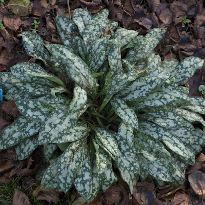 Pulmonaria Opal