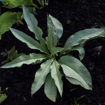 Pulmonaria Samurai