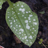 Pulmonaria Leopard