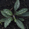 Pulmonaria Little Star