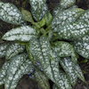 Pulmonaria Opal