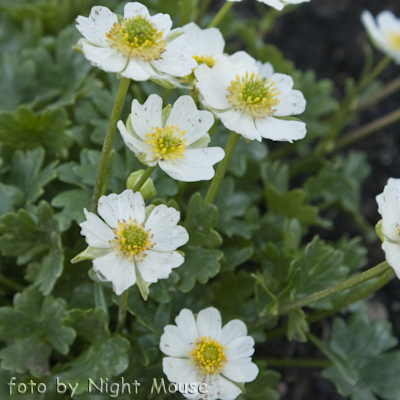 Ranunculus alpestris