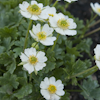 Ranunculus alpestris