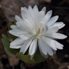 Sanguinaria Flore pleno