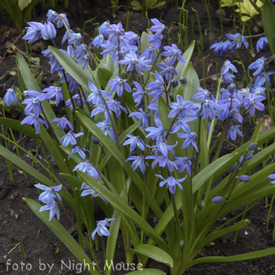 Scilla Siberica