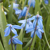 Scilla Siberica