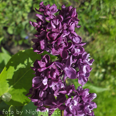 Syringa Archereque