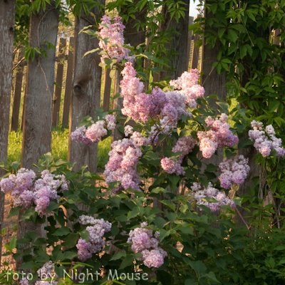 Syringa Buffon