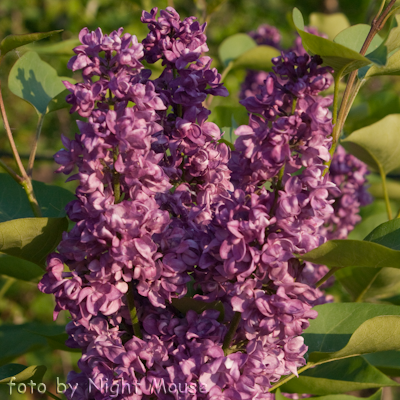 Syringa Charles Joly