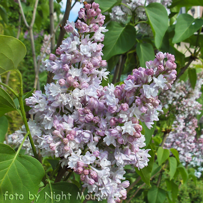 Syringa General Pershing