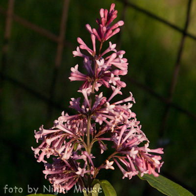 Syringa James Macfarlane