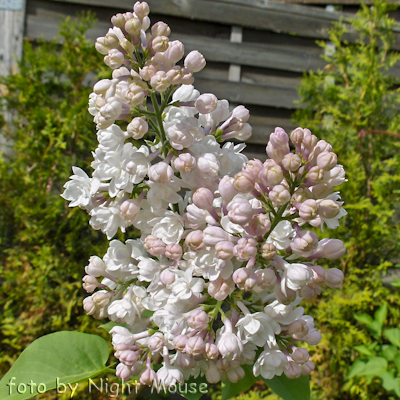 Syringa Krasavitsa Moskvy