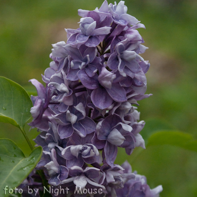 Syringa Le North