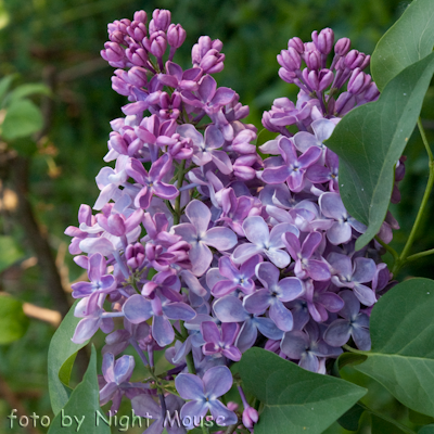 Syringa Mechta