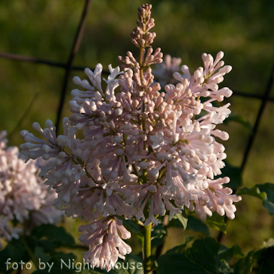 Syringa Miss USA