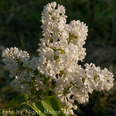 Syringa Mme Florent Stepmann