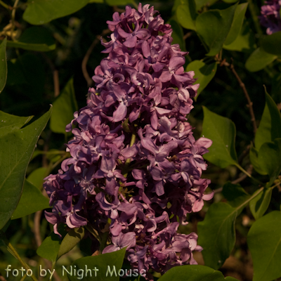 Syringa Mrs. Edward Harding