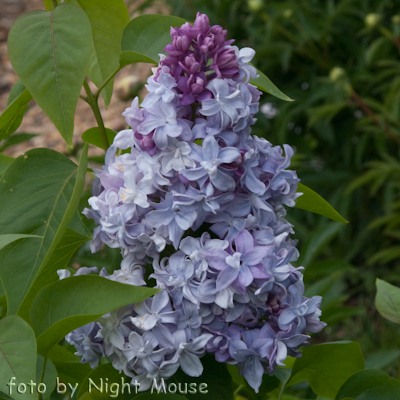 Syringa Nadejda