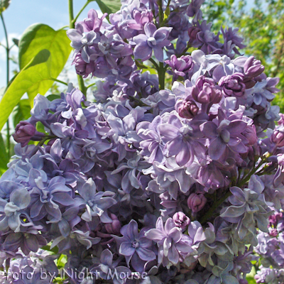 Syringa Olivier de Serres