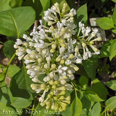 Syringa Primrose