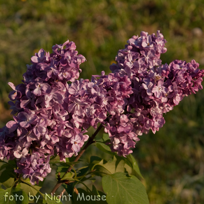 Syringa Princess Sturzda