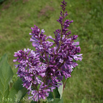 Syringa Royality