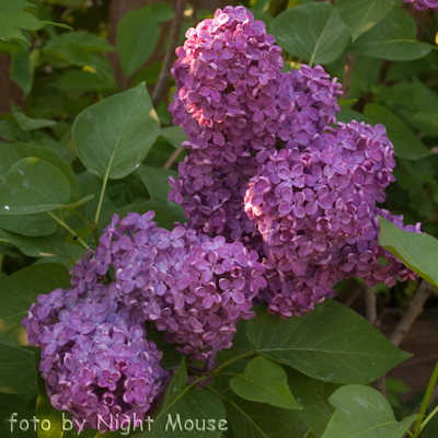 Syringa Sarah Sands