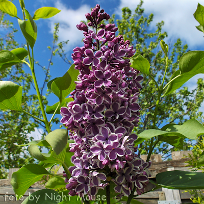 Syringa Sensation