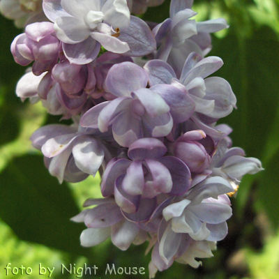 Syringa Victor Lemoine