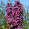 Syringa Andenken an Ludwig Spath