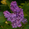 Syringa Archereque