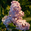 Syringa Buffon