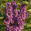 Syringa Charles Joly