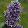 Syringa Le North