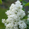 Syringa Madam Lemoine