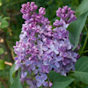 Syringa Mechta