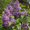 Syringa Mrs. Edward Harding