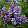 Syringa Nadejda