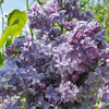 Syringa Olivier de Serres