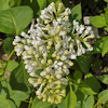 Syringa Primrose