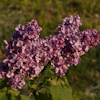 Syringa Princess Sturzda