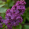 Syringa Sarah Sands