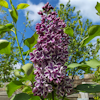 Syringa Sensation