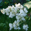 Syringa Souvenir d`Alice Harding