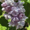 Syringa Victor Lemoine