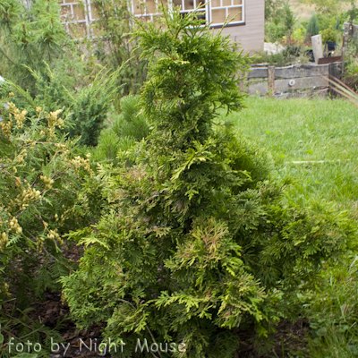 Thuja Coppergold